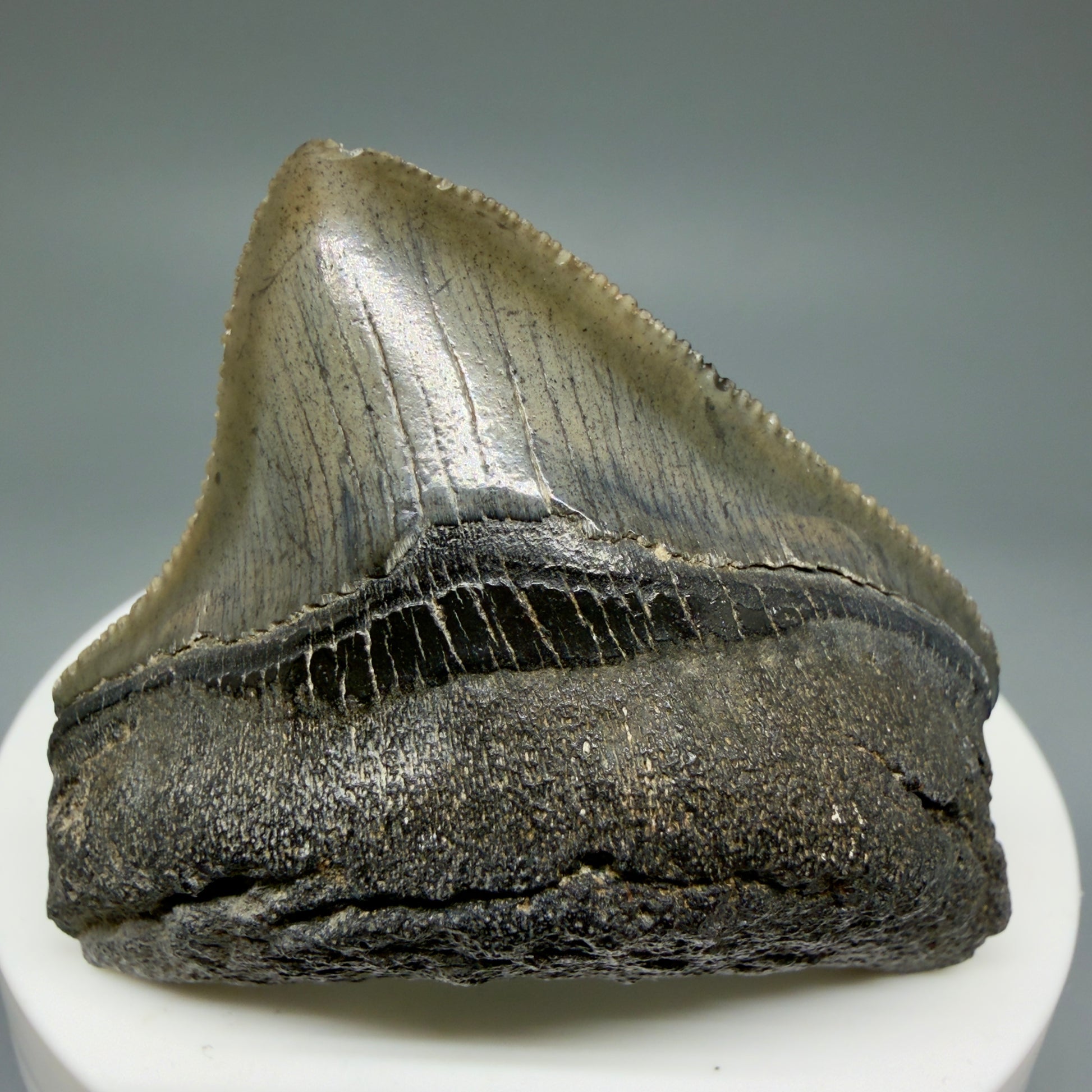 Front View 1.94" Posterior, collector's quality Fossil Megalodon Tooth – South Carolina River Find | Authentic Megalodon Tooth CM5865