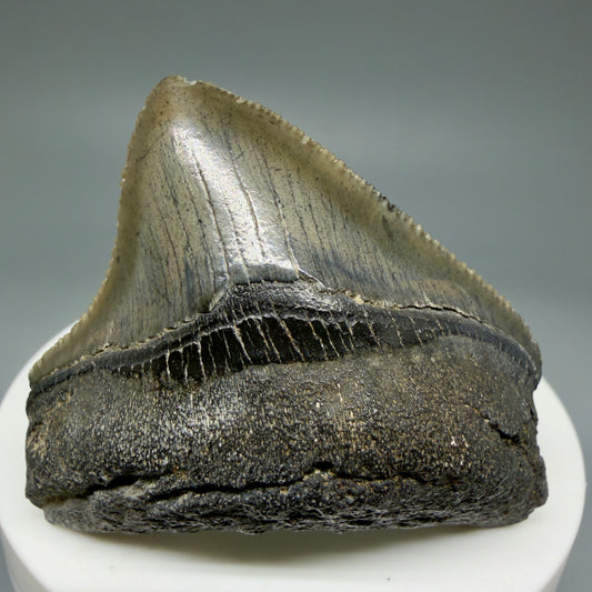 Front View 1.94" Posterior, collector's quality Fossil Megalodon Tooth – South Carolina River Find | Authentic Megalodon Tooth CM5865