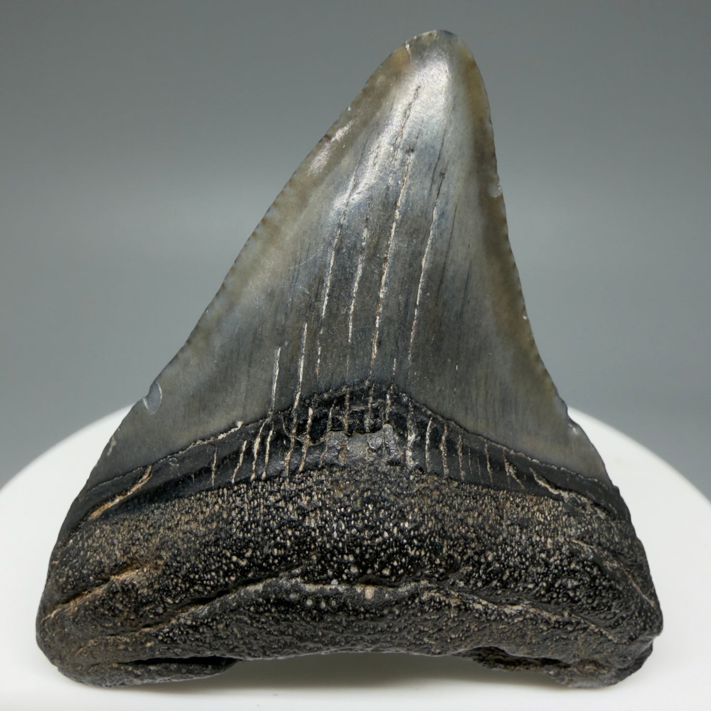 Front View 1.95" Colorful Fossil Megalodon Tooth – South Carolina River Find | Authentic Megalodon Tooth CM6028