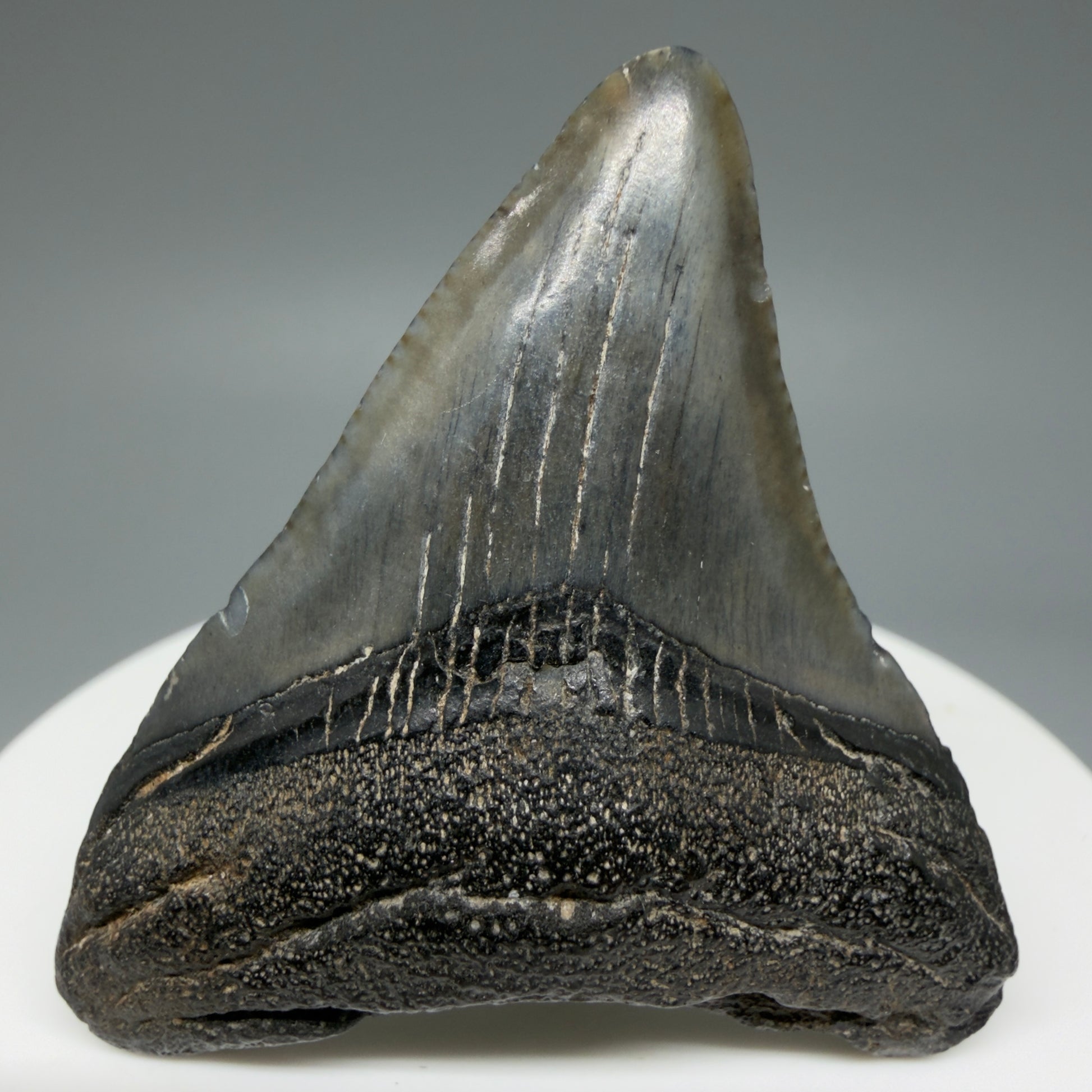 Front View 1.95" Colorful Fossil Megalodon Tooth – South Carolina River Find | Authentic Megalodon Tooth CM6028