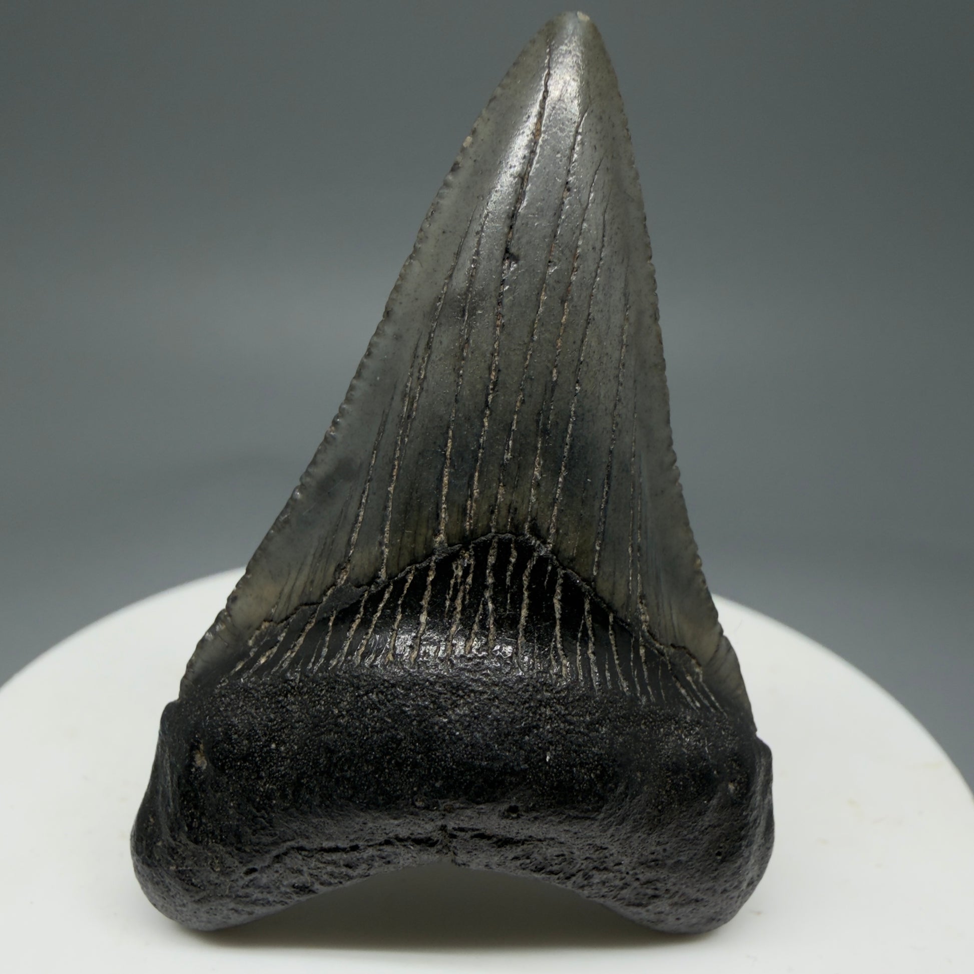 Front View 1.99" Colorful Fossil Megalodon Tooth – South Carolina River Find | Authentic Megalodon Tooth CM5797