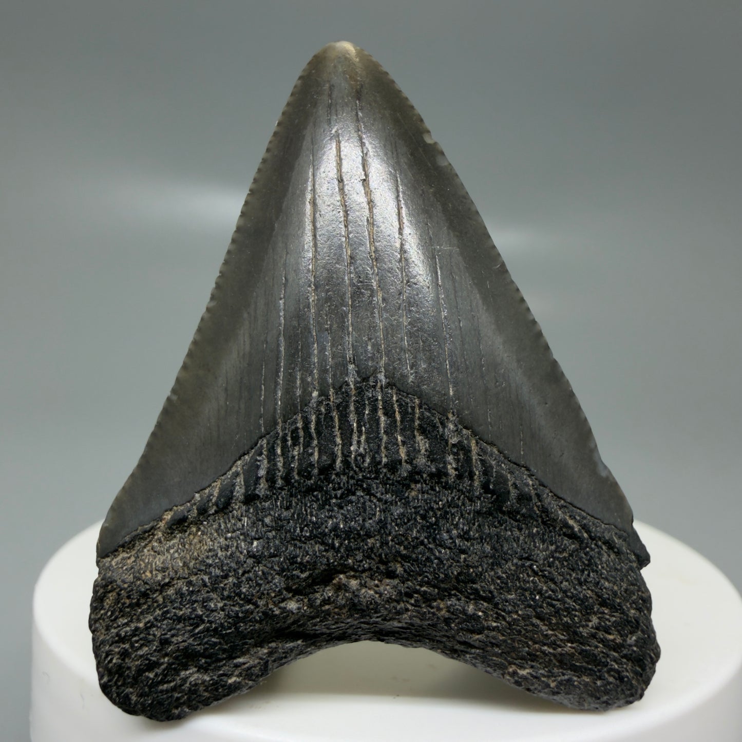 Front View 1.99" Colorful, serrated Fossil Megalodon Tooth – South Carolina River Find | Authentic CM6127
