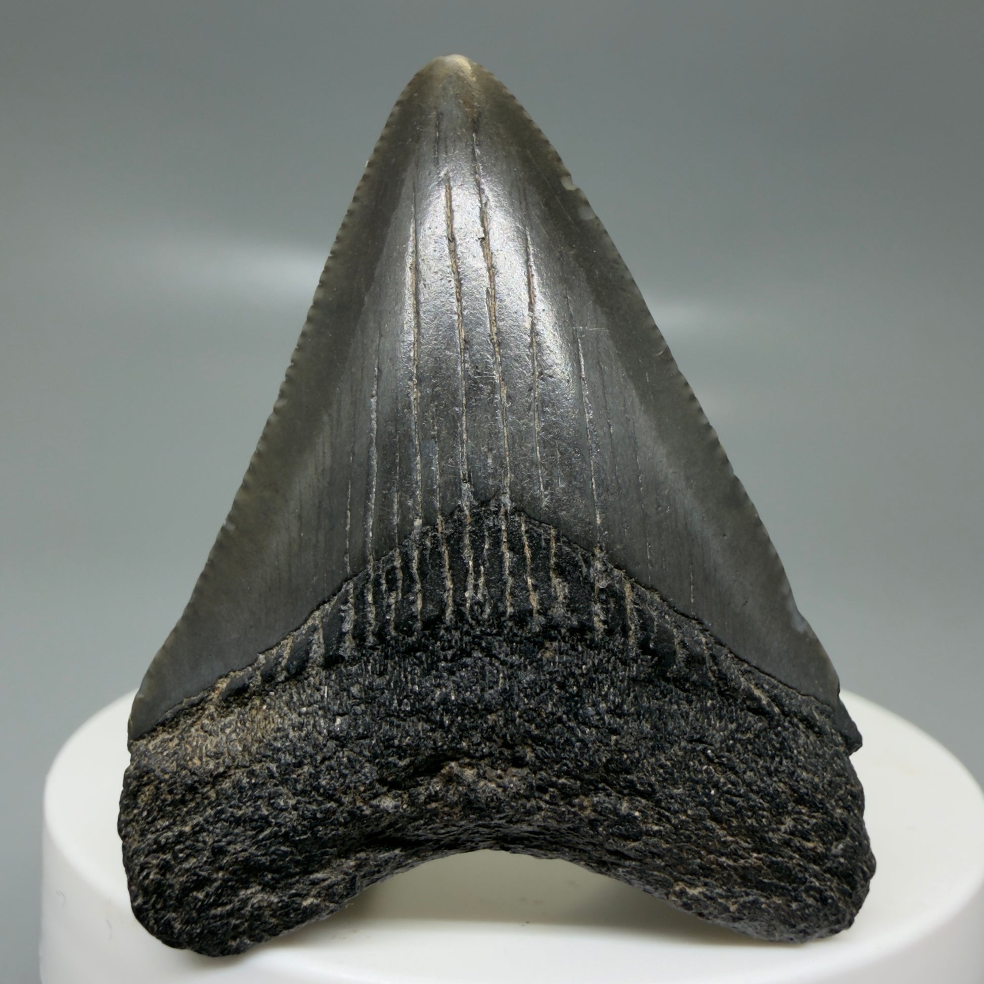 Front View 1.99" Colorful, serrated Fossil Megalodon Tooth – South Carolina River Find | Authentic CM6127