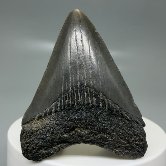 Front View 1.99" Colorful, serrated Fossil Megalodon Tooth – South Carolina River Find | Authentic CM6127
