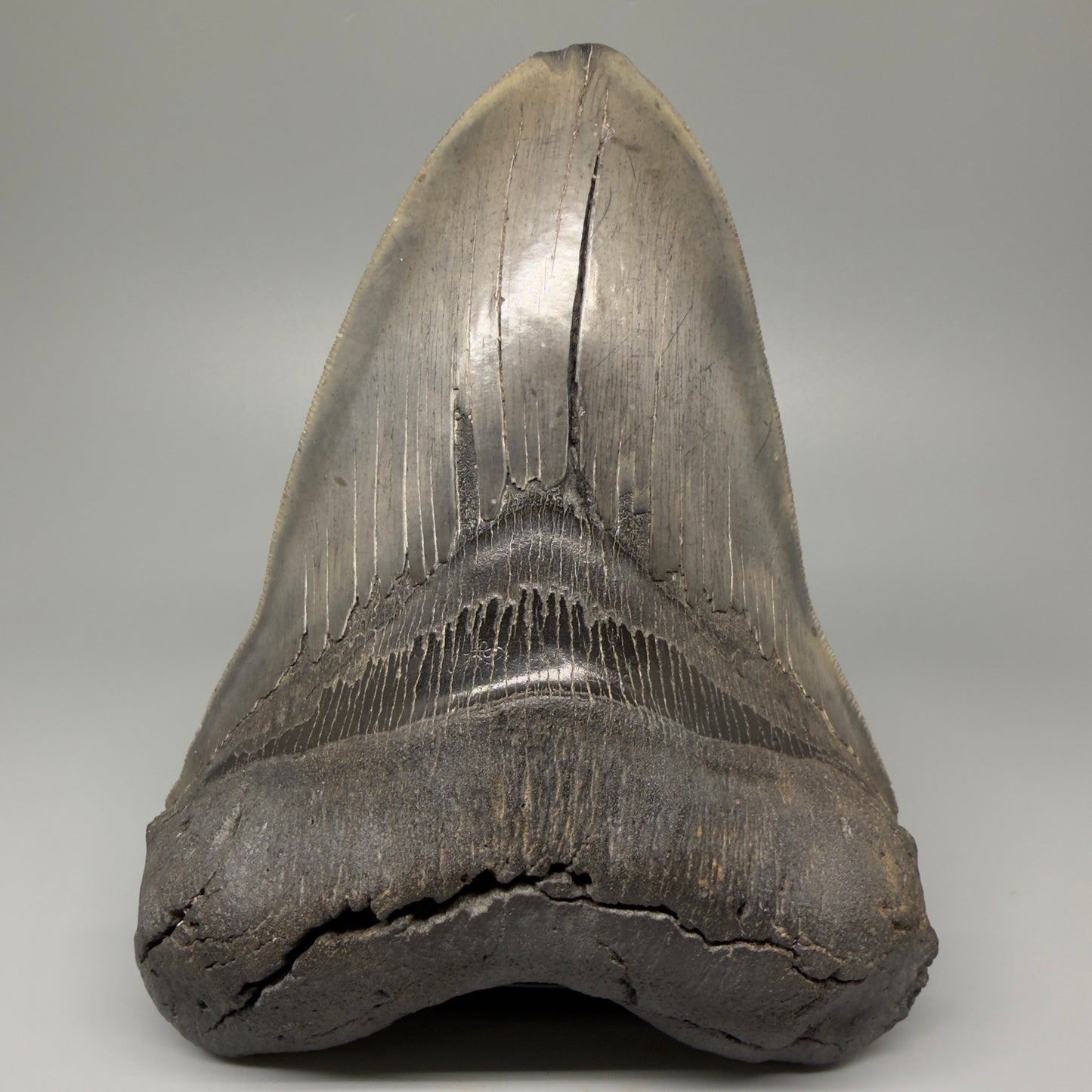 Front View 6.14" Authentic Megalodon Tooth – Massive South Carolina Fossil CM5402