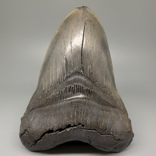 Front View 6.14" Authentic Megalodon Tooth – Massive South Carolina Fossil CM5402