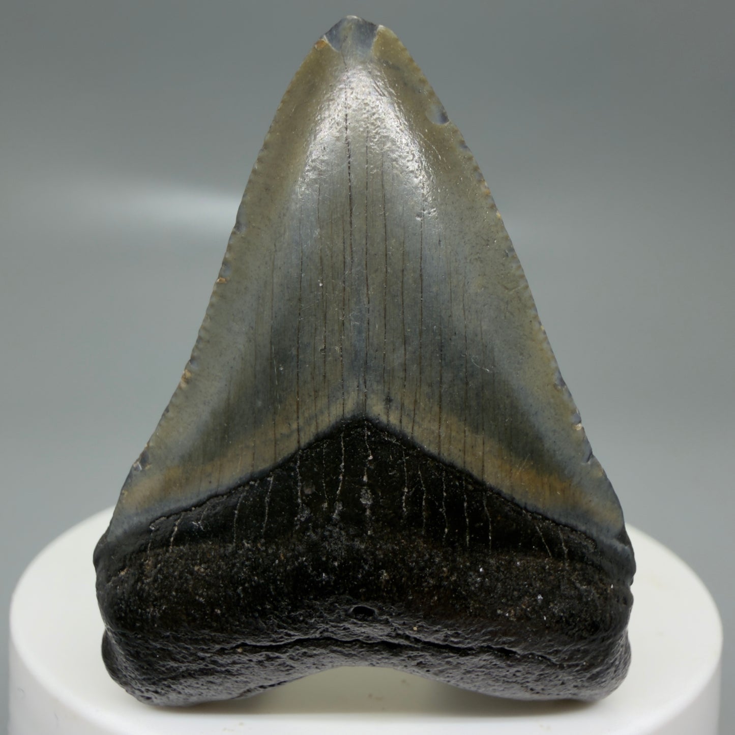 Front View 2.02" Colorful Fossil Megalodon Tooth – South Carolina River Find | Authentic CM6126