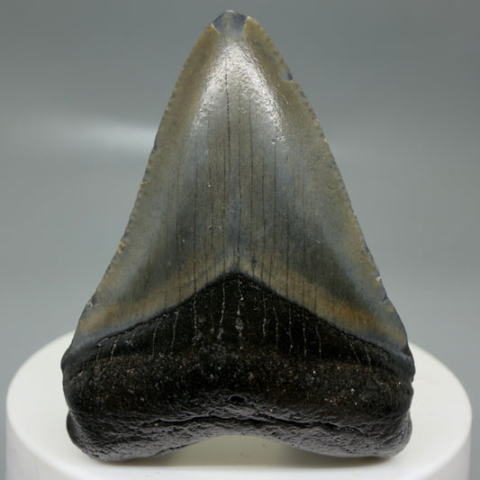 Front View 2.02" Colorful Fossil Megalodon Tooth – South Carolina River Find | Authentic CM6126