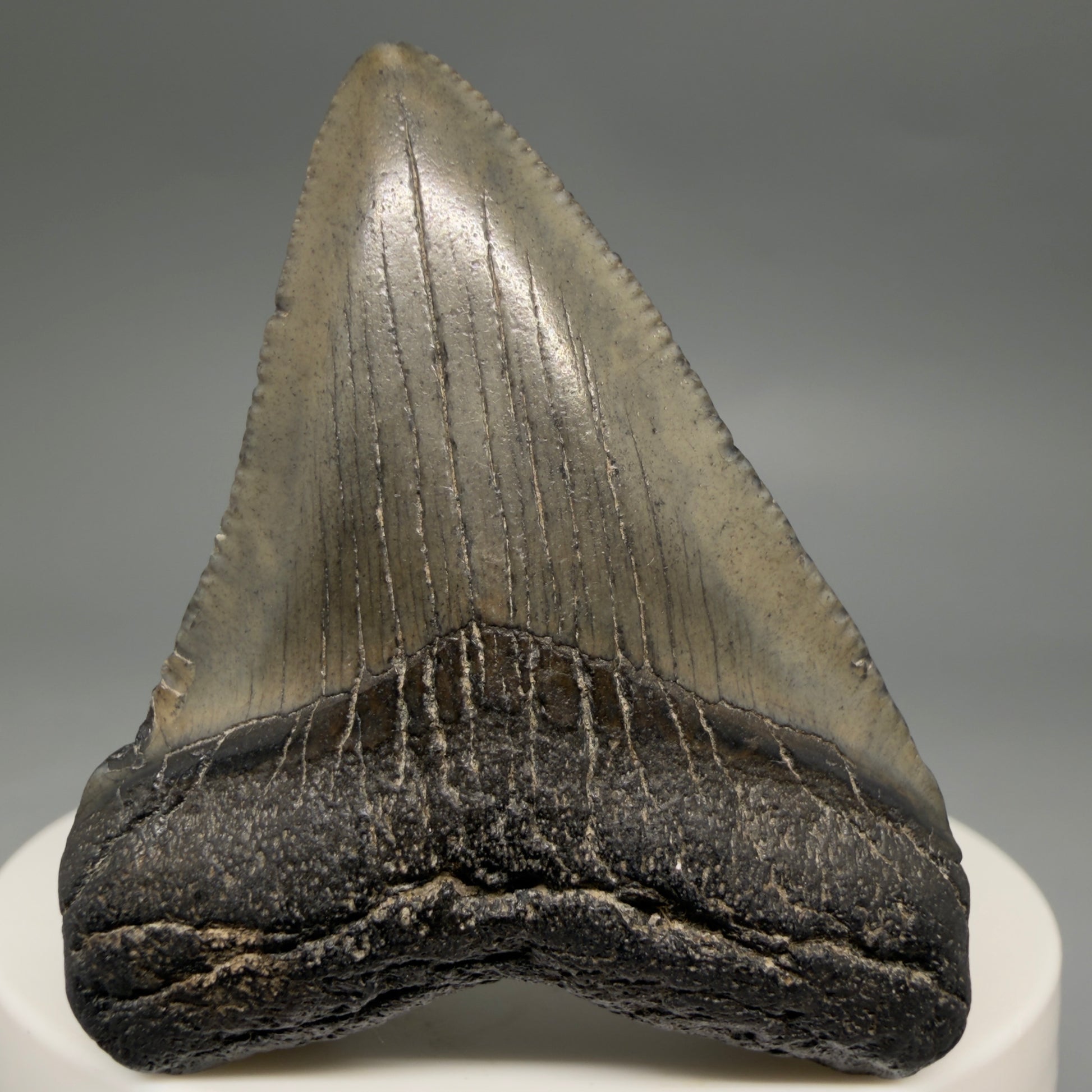 Front View 2.03" Colorful Fossil Megalodon Tooth – South Carolina River Find | Authentic Megalodon Tooth megalodonteeth.com CM6542