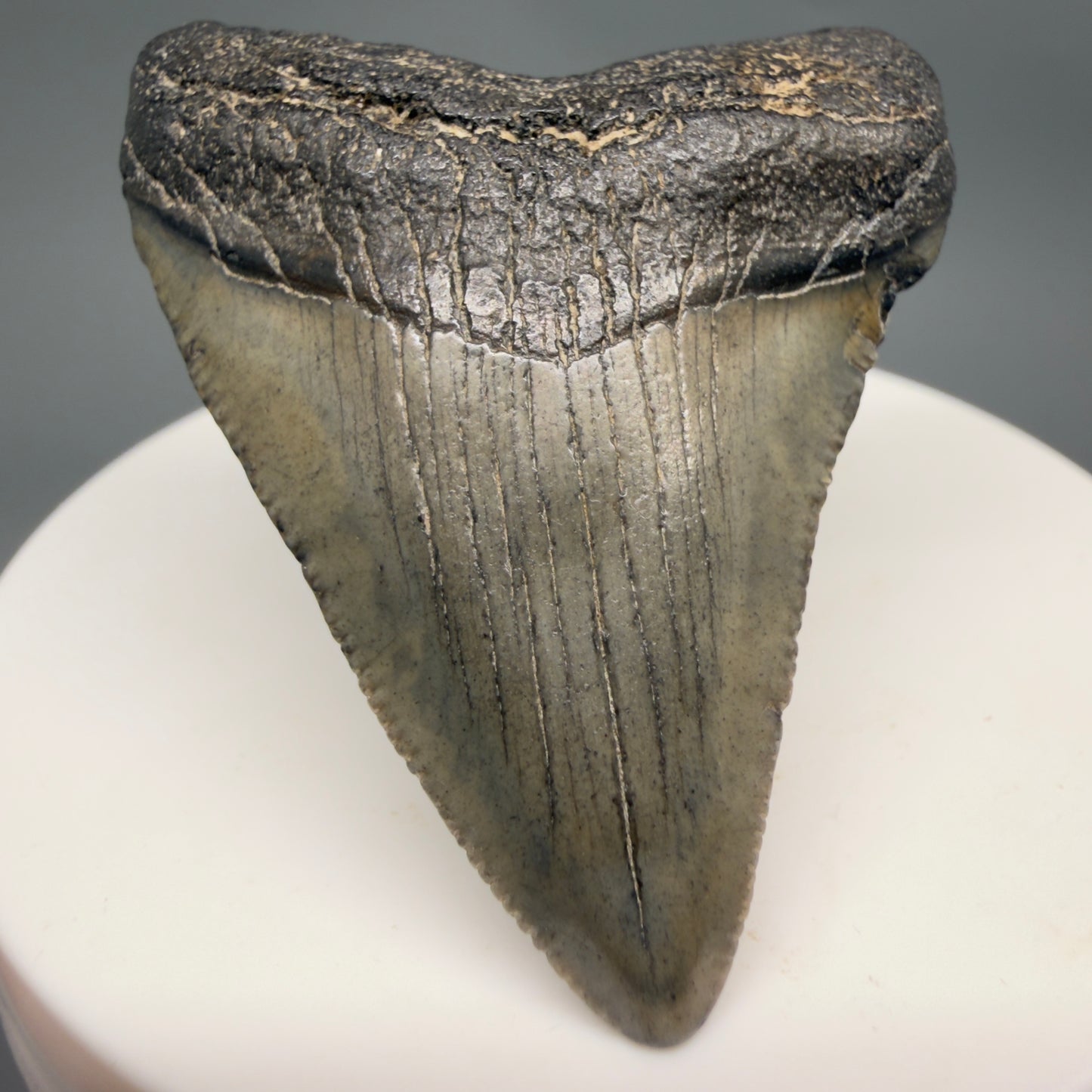 Front View 2.03" Colorful Fossil Megalodon Tooth – South Carolina River Find | Authentic Megalodon Tooth megalodonteeth.com CM6542 - 1