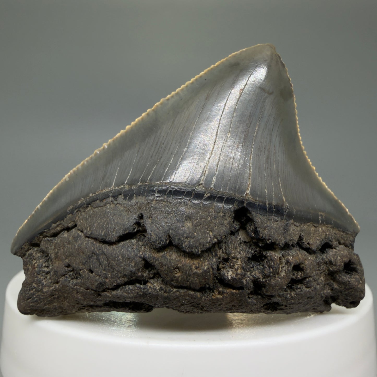 Front View 2.03" Posterior Fossil Megalodon Tooth – South Carolina River Find | Authentic CM6030