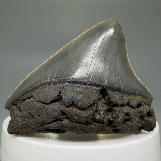 Front View 2.03" Posterior Fossil Megalodon Tooth – South Carolina River Find | Authentic CM6030