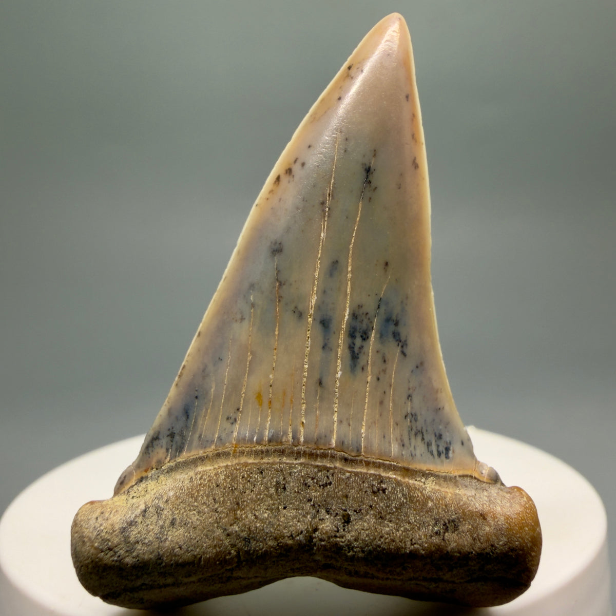 Front View 2.04" Fossil Extinct Mako - Isurus hastalis Shark Tooth - Bakersfield, CA - Colorful M621 - 1