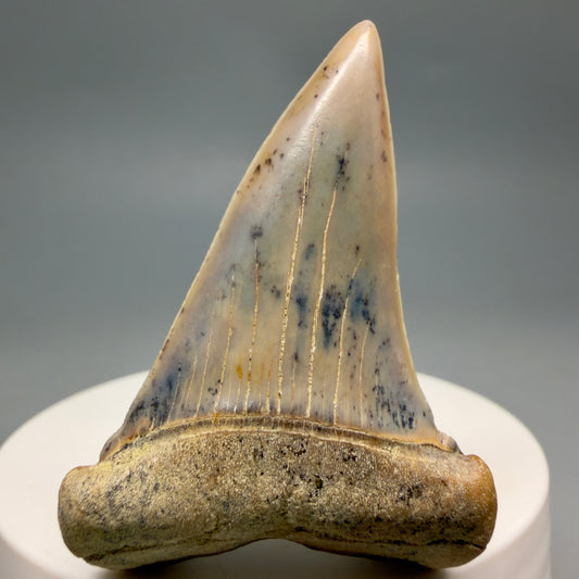 Front View 2.04" Fossil Extinct Mako - Isurus hastalis Shark Tooth - Bakersfield, CA - Colorful M621