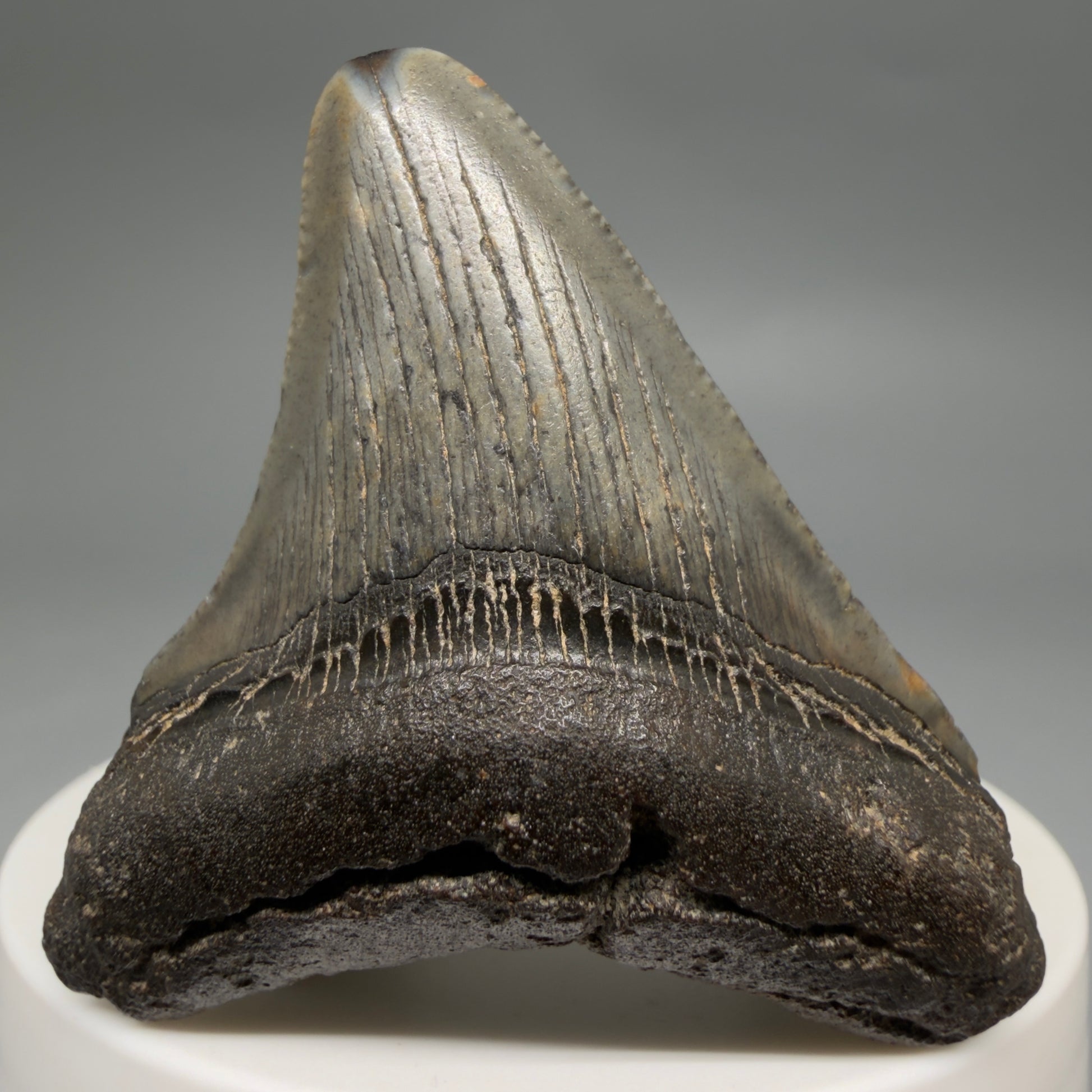 Front View 2.06" Colorful Fossil Megalodon Tooth – South Carolina River Find | Authentic Megalodon Tooth megalodonteeth.com CM6543
