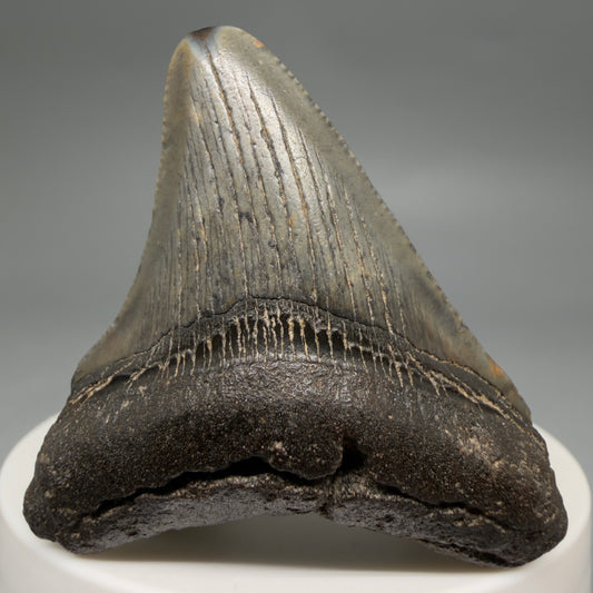 Front View 2.06" Colorful Fossil Megalodon Tooth – South Carolina River Find | Authentic Megalodon Tooth megalodonteeth.com CM6543