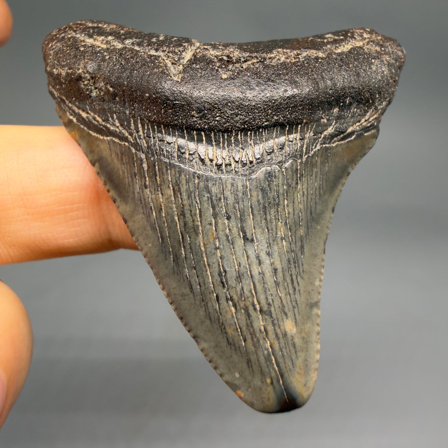 Front View 2.06" Colorful Fossil Megalodon Tooth – South Carolina River Find | Authentic Megalodon Tooth megalodonteeth.com CM6543 - 1