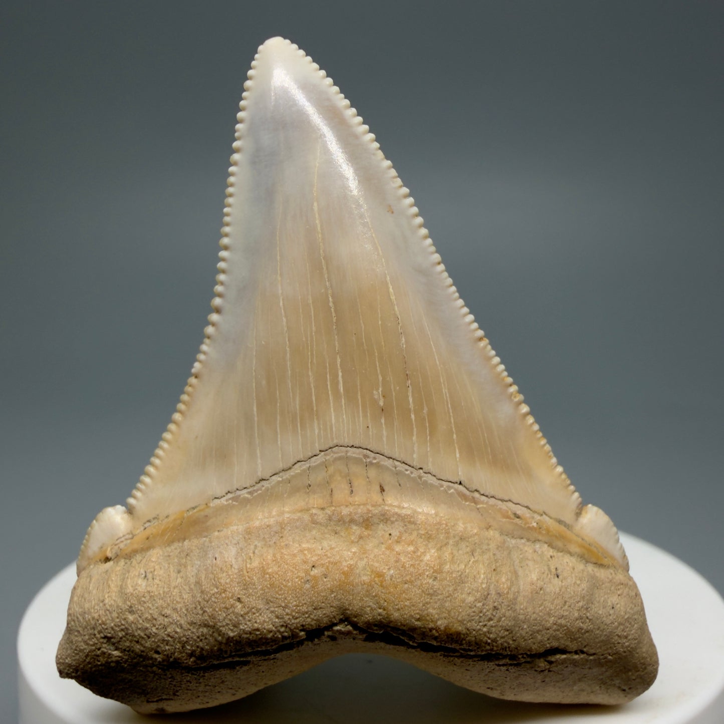 Front View 2.07" Fossil Carcharocles angustidens Shark Tooth from Summerville, South Carolina AN462