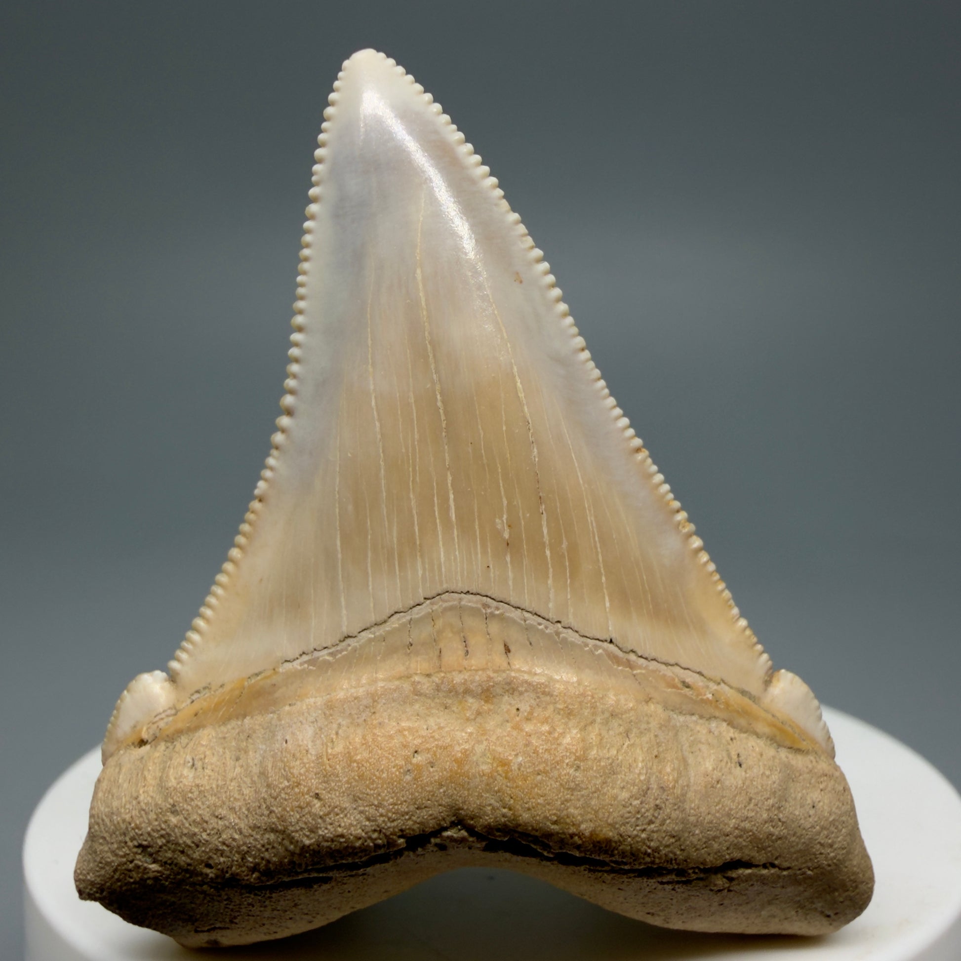 Front View 2.07" Fossil Carcharocles angustidens Shark Tooth from Summerville, South Carolina AN462
