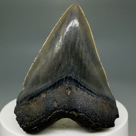 Front View 2.08" Colorful/Collector's Quality Fossil Megalodon Tooth – South Carolina River Find | Heart Shape CM5972