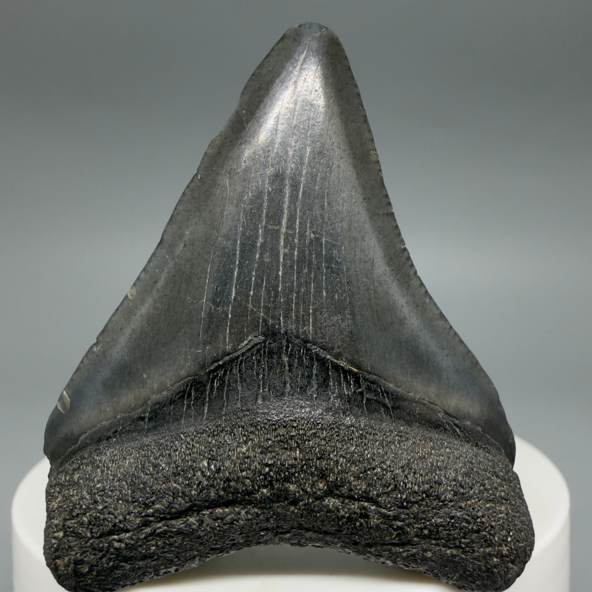 Front View 2.08" Colorful Fossil Megalodon Tooth – South Carolina River Find | Authentic CM6397