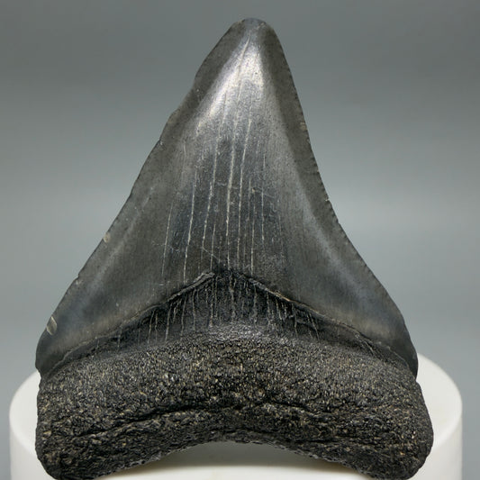 Front View 2.08" Colorful Fossil Megalodon Tooth – South Carolina River Find | Authentic CM6397
