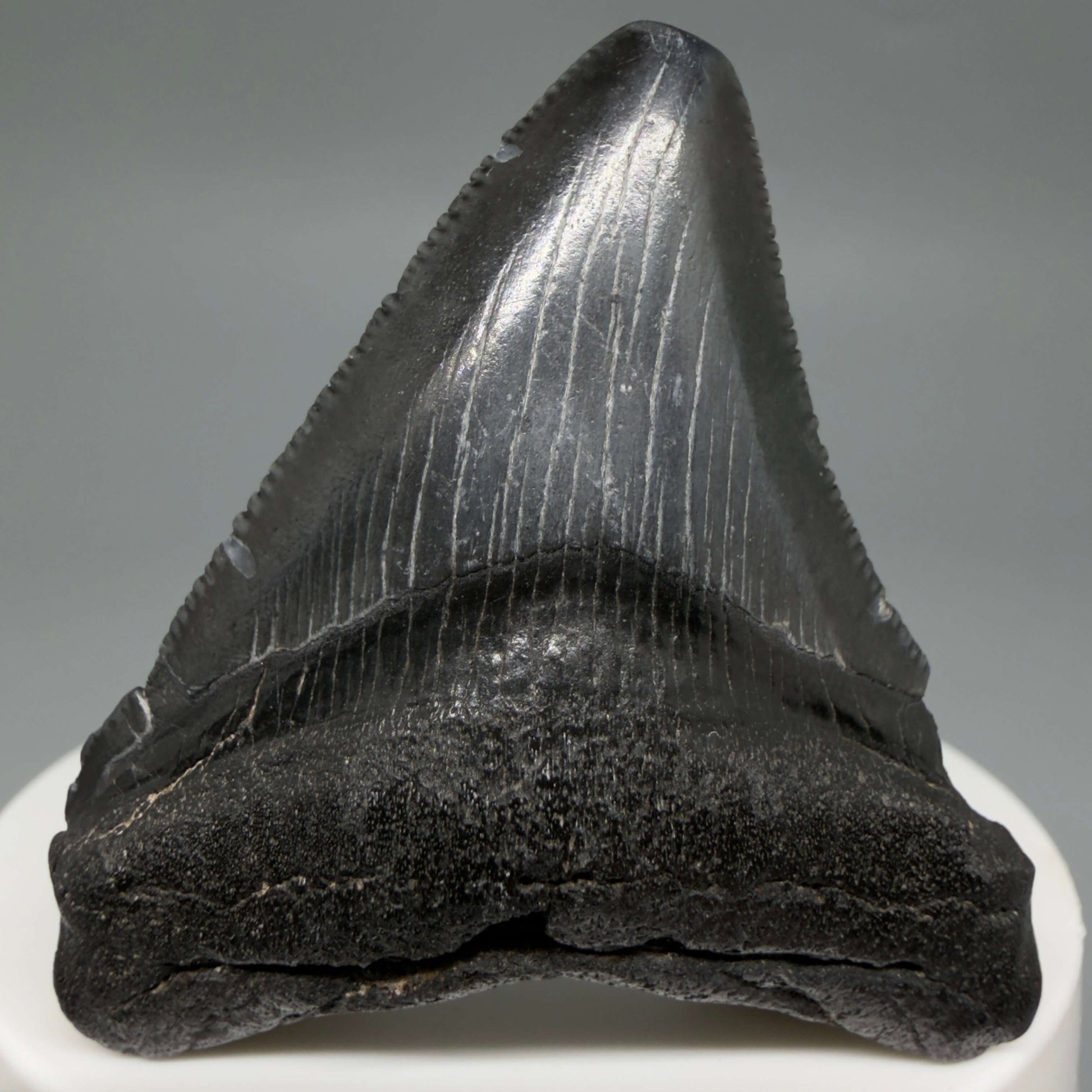 Front View 2.08" Colorful, serrated Fossil Megalodon Tooth – South Carolina River Find | Authentic CM6437