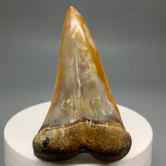 Front View 2.08" Fossil Extinct Mako - Isurus hastalis Shark Tooth - Bakersfield, CA - Colorful M620