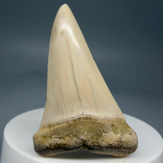 Front View 2.10" Fossil Extinct Mako - Isurus hastalis Shark Tooth - Bakersfield, CA - Colorful M599