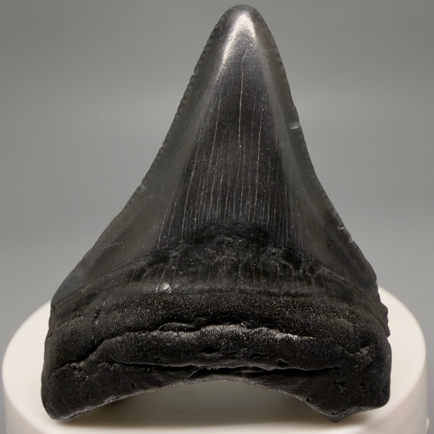 Front View 2.12" Colorful Fossil Megalodon Tooth – South Carolina River Find | Authentic CM6481