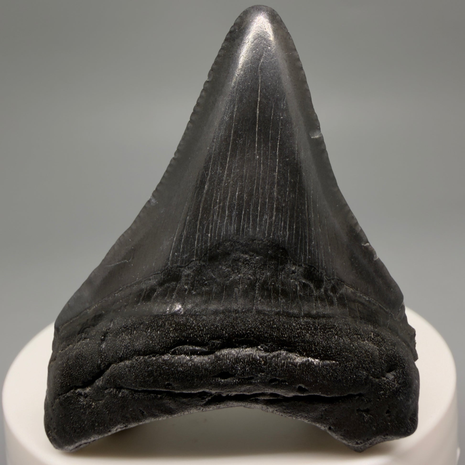 Front View 2.12" Colorful Fossil Megalodon Tooth – South Carolina River Find | Authentic CM6481