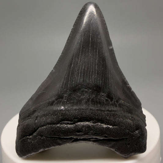 Front View 2.12" Colorful Fossil Megalodon Tooth – South Carolina River Find | Authentic CM6481