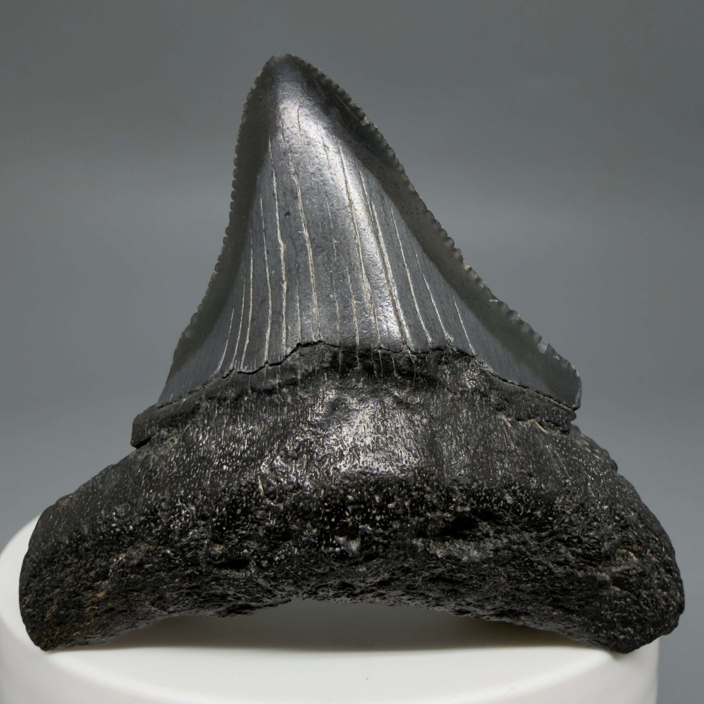 Front View 2.12" Dark colors, serrated Fossil Megalodon Tooth – South Carolina River Find | Authentic CM6435