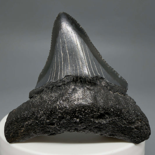 Front View 2.12" Dark colors, serrated Fossil Megalodon Tooth – South Carolina River Find | Authentic CM6435