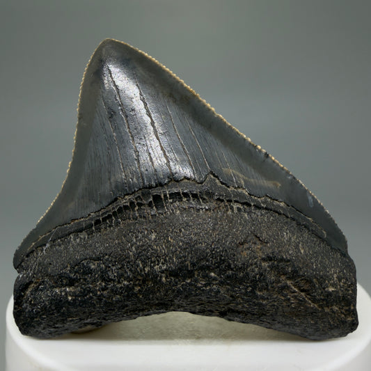 Front View 2.15" Dark colors Posterior Fossil Megalodon Tooth – South Carolina River Find | Authentic CM5973
