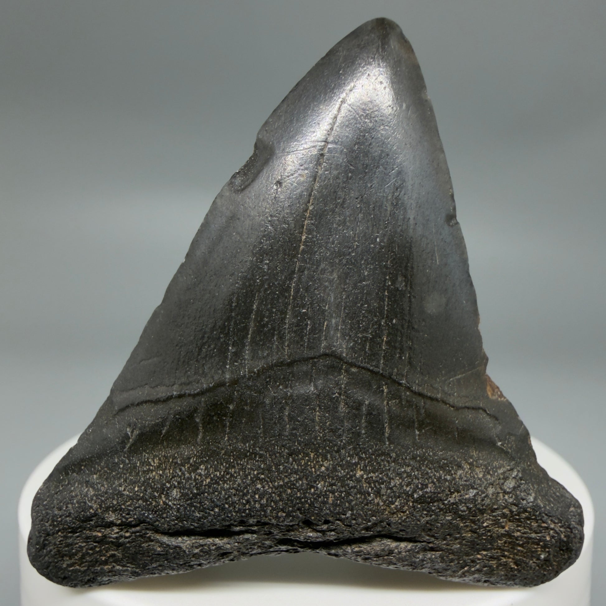Front View 2.16" Colorful Fossil Megalodon Tooth – South Carolina River Find | Authentic CM6346