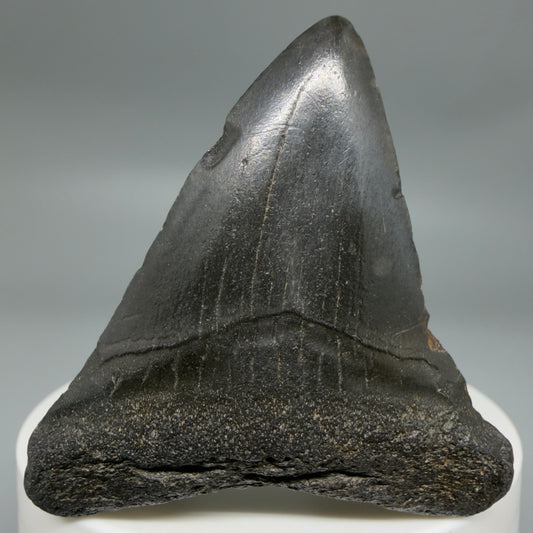 Front View 2.16" Colorful Fossil Megalodon Tooth – South Carolina River Find | Authentic CM6346