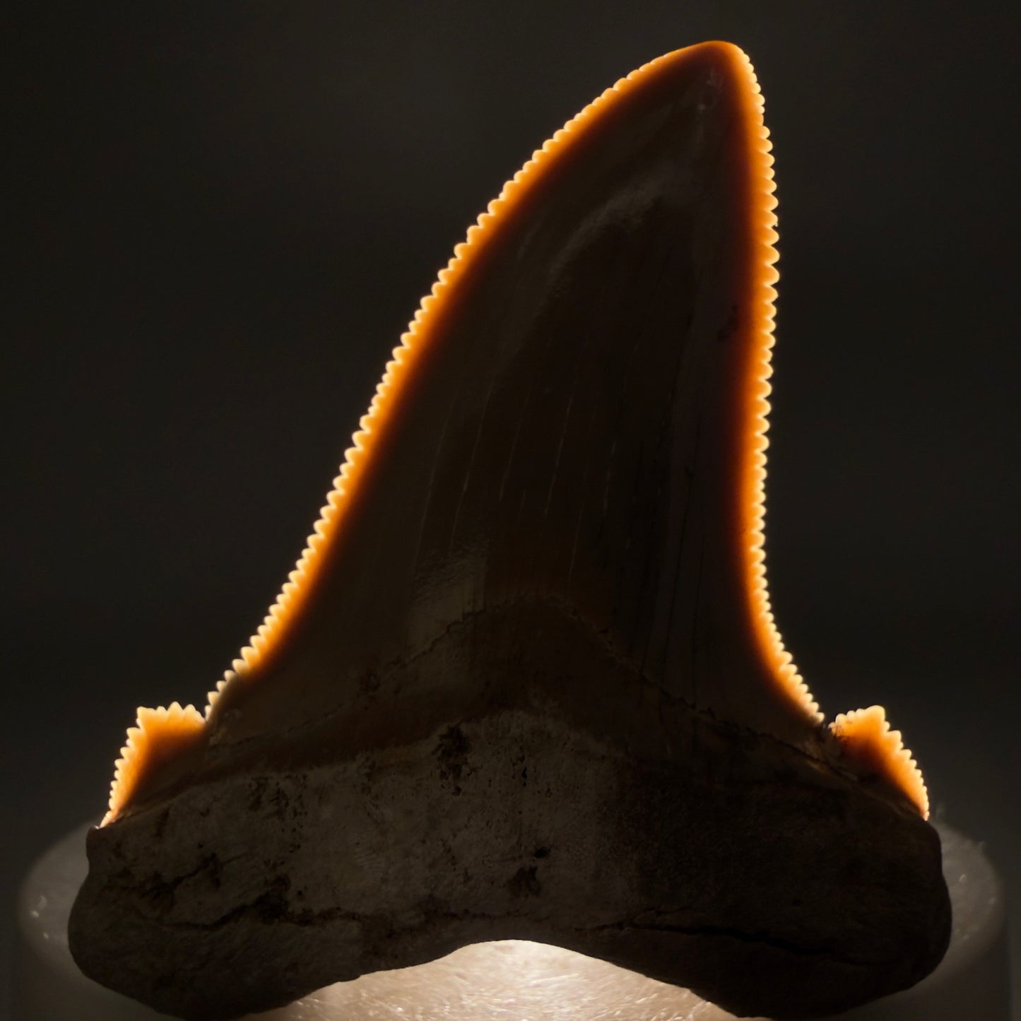 Front View 2.17" Fossil Carcharocles angustidens Shark Tooth from Charleston, South Carolina AN741 - 1