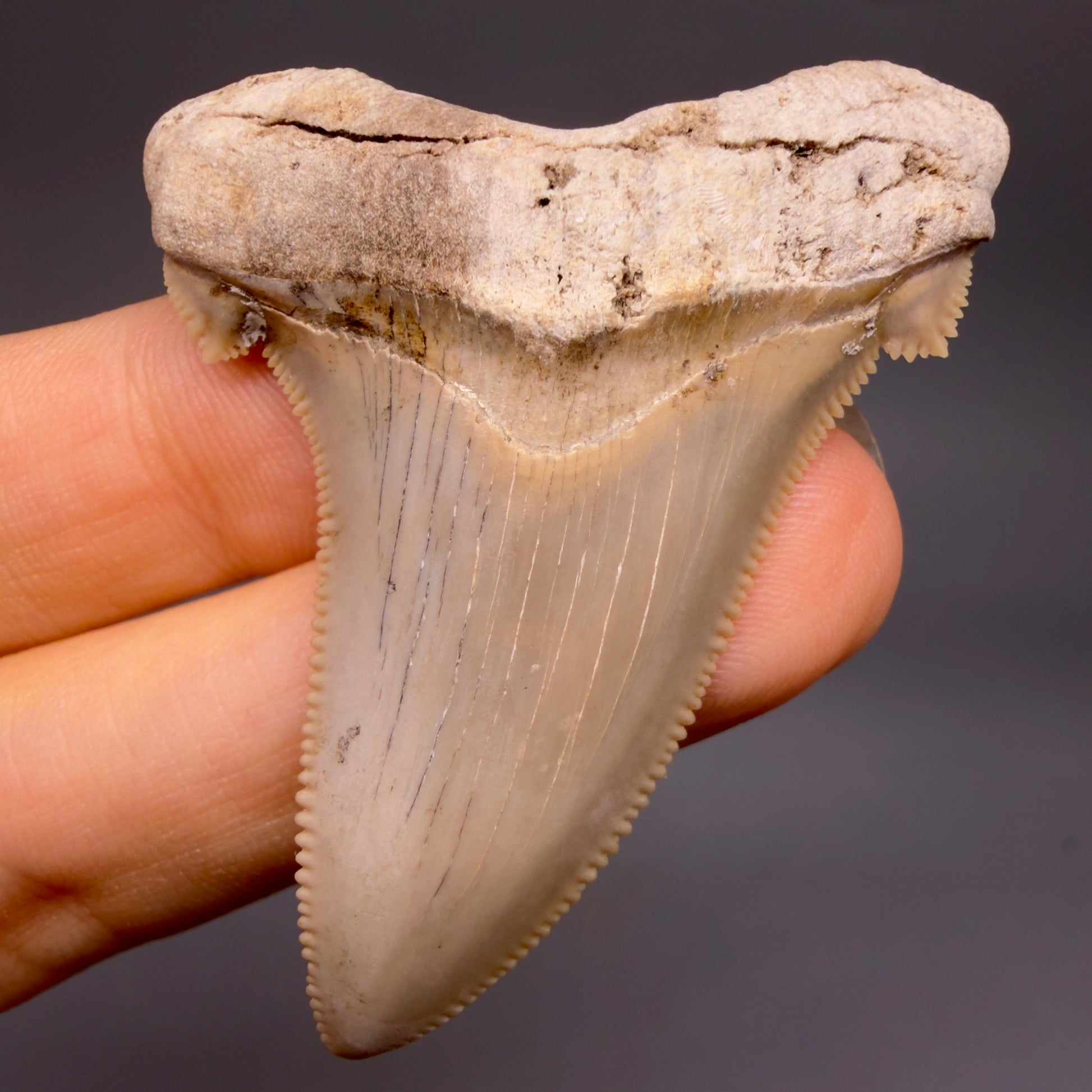 Front View 2.17" Fossil Carcharocles angustidens Shark Tooth from Charleston, South Carolina AN741 - 2