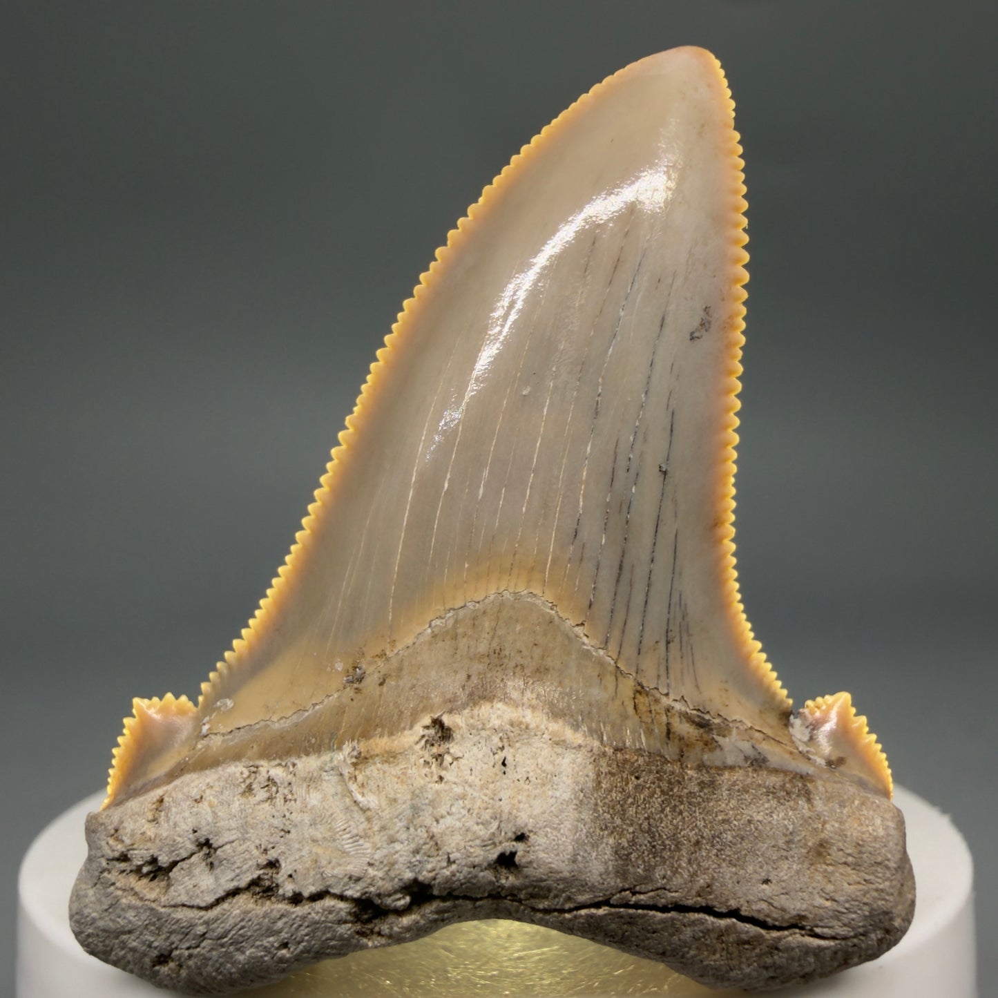 Front View 2.17" Fossil Carcharocles angustidens Shark Tooth from Charleston, South Carolina AN741 - 3