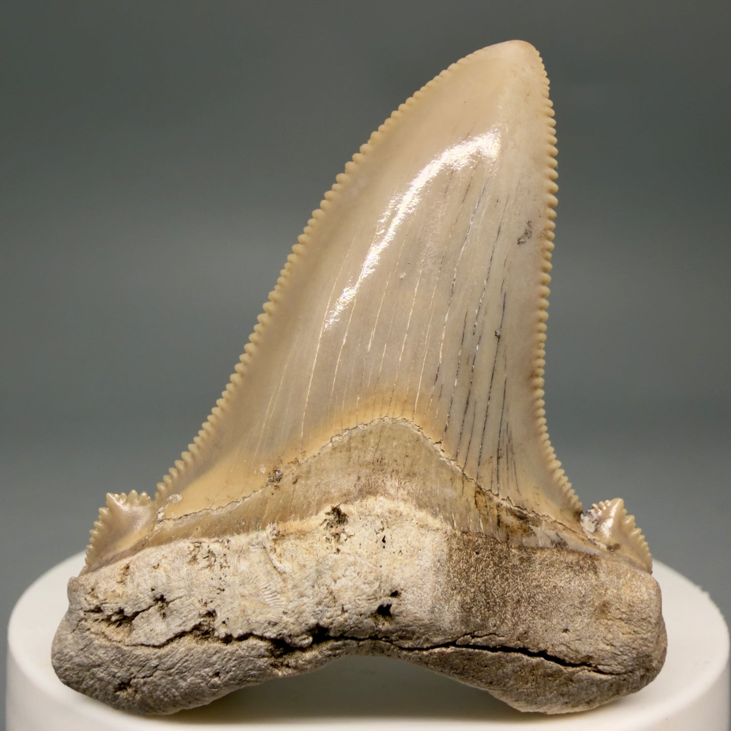 Front View 2.17" Fossil Carcharocles angustidens Shark Tooth from Charleston, South Carolina AN741