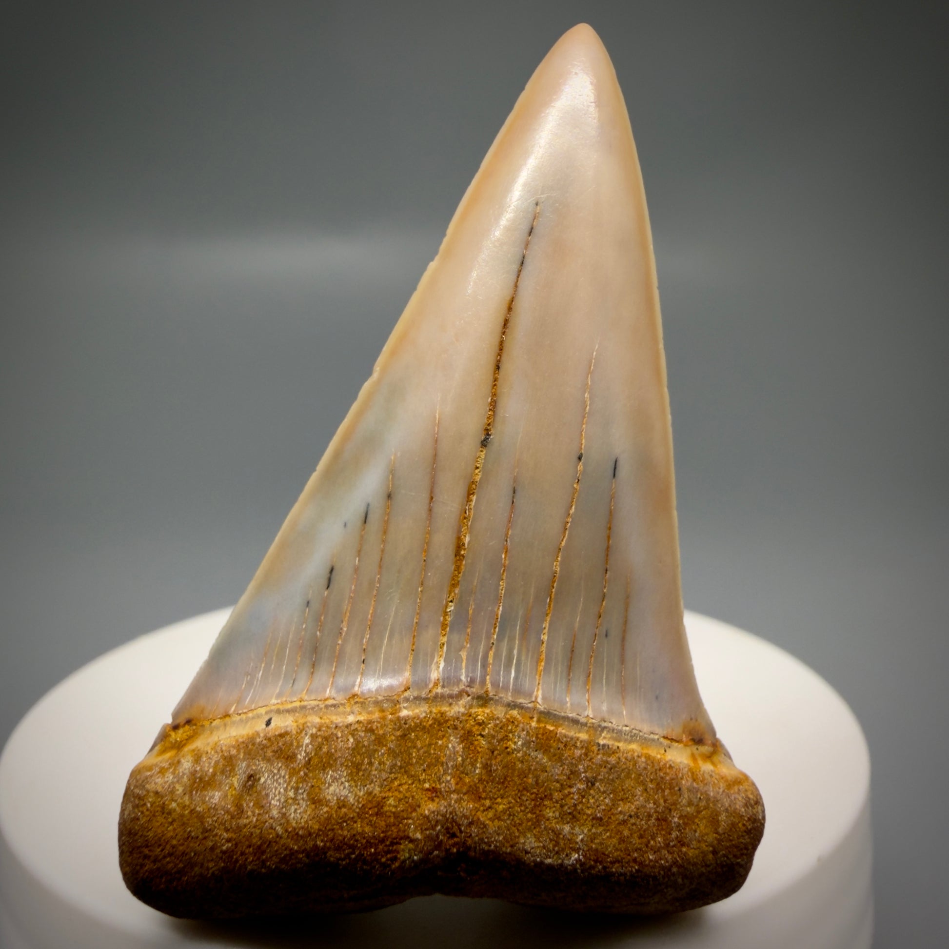 Front View 2.17" Fossil Extinct Mako - Isurus hastalis Shark Tooth - Bakersfield, CA - Colorful M611