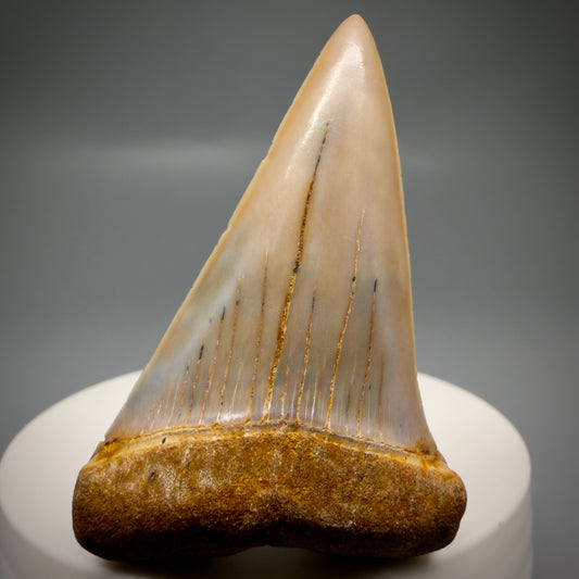 Front View 2.17" Fossil Extinct Mako - Isurus hastalis Shark Tooth - Bakersfield, CA - Colorful M611