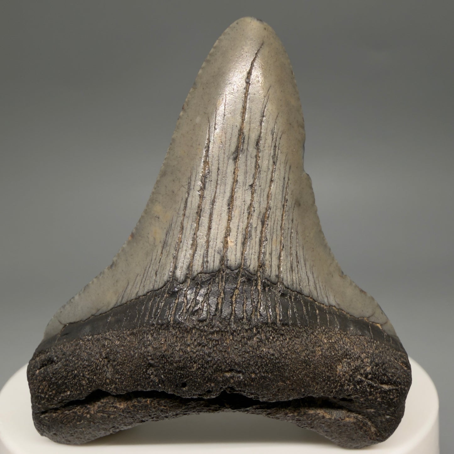 Front View 2.19" Colorful Fossil Megalodon Tooth – South Carolina River Find | Authentic Megalodon Tooth megalodonteeth.com CM6547