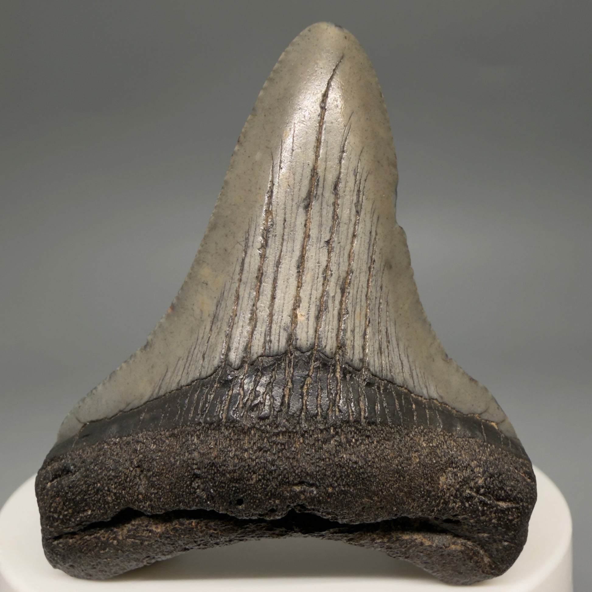 Front View 2.19" Colorful Fossil Megalodon Tooth – South Carolina River Find | Authentic Megalodon Tooth megalodonteeth.com CM6547