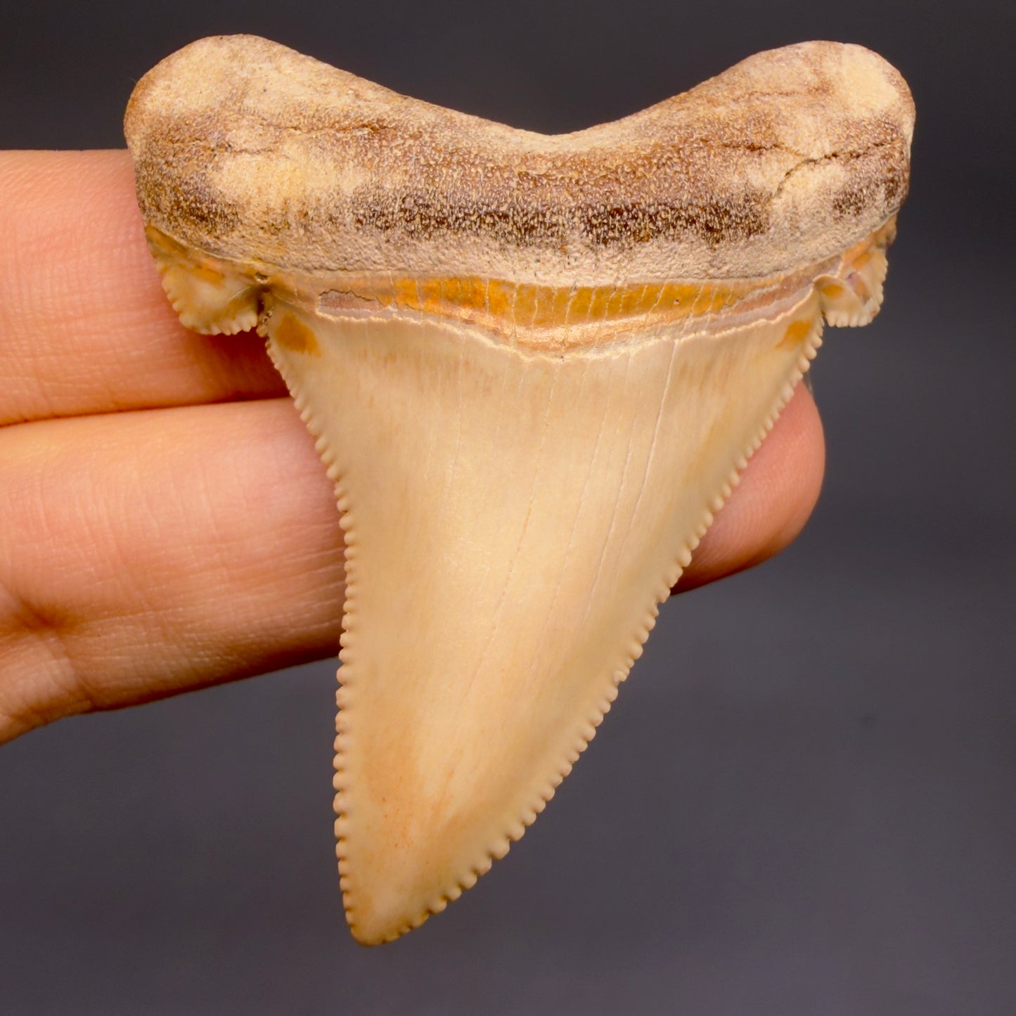 Front View 2.19" Fossil Carcharocles angustidens Shark Tooth from Summerville, South Carolina AN473 - 1