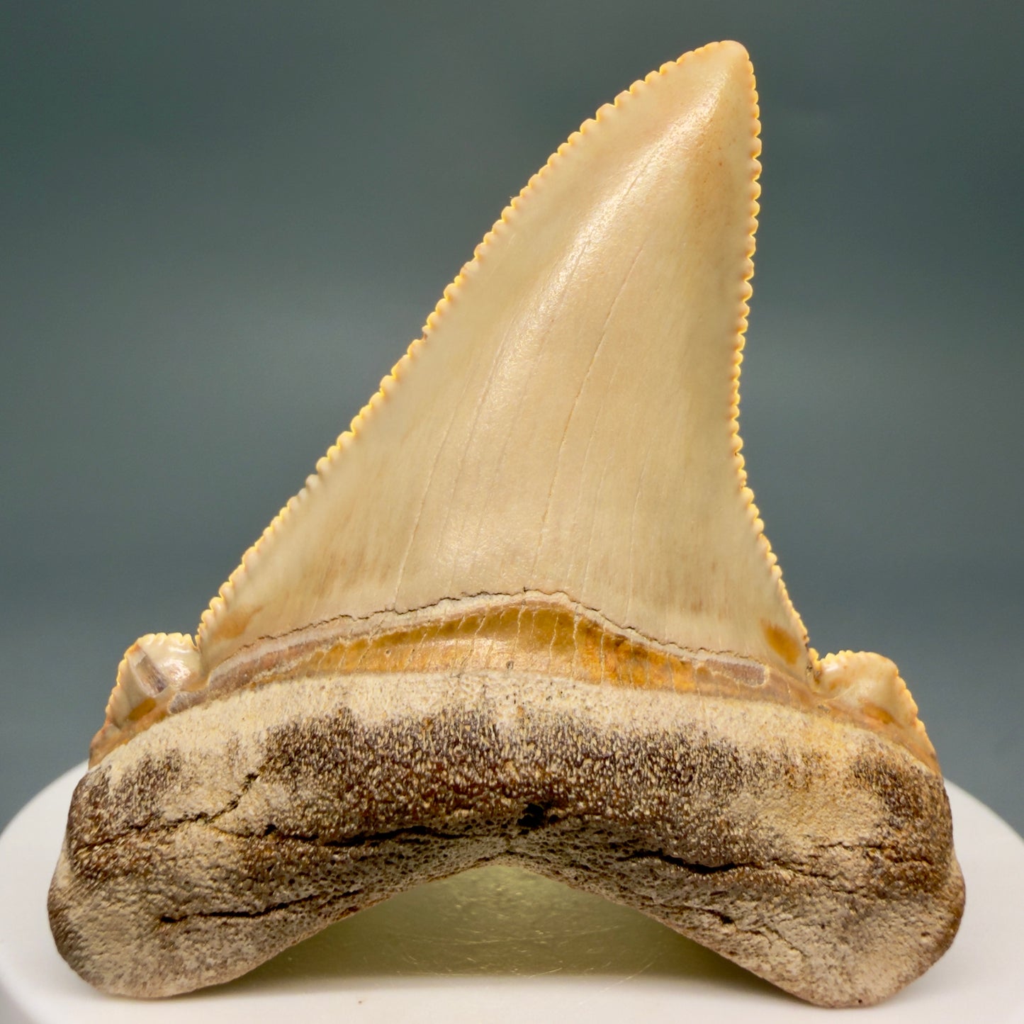 Front View 2.19" Fossil Carcharocles angustidens Shark Tooth from Summerville, South Carolina AN473 - 2