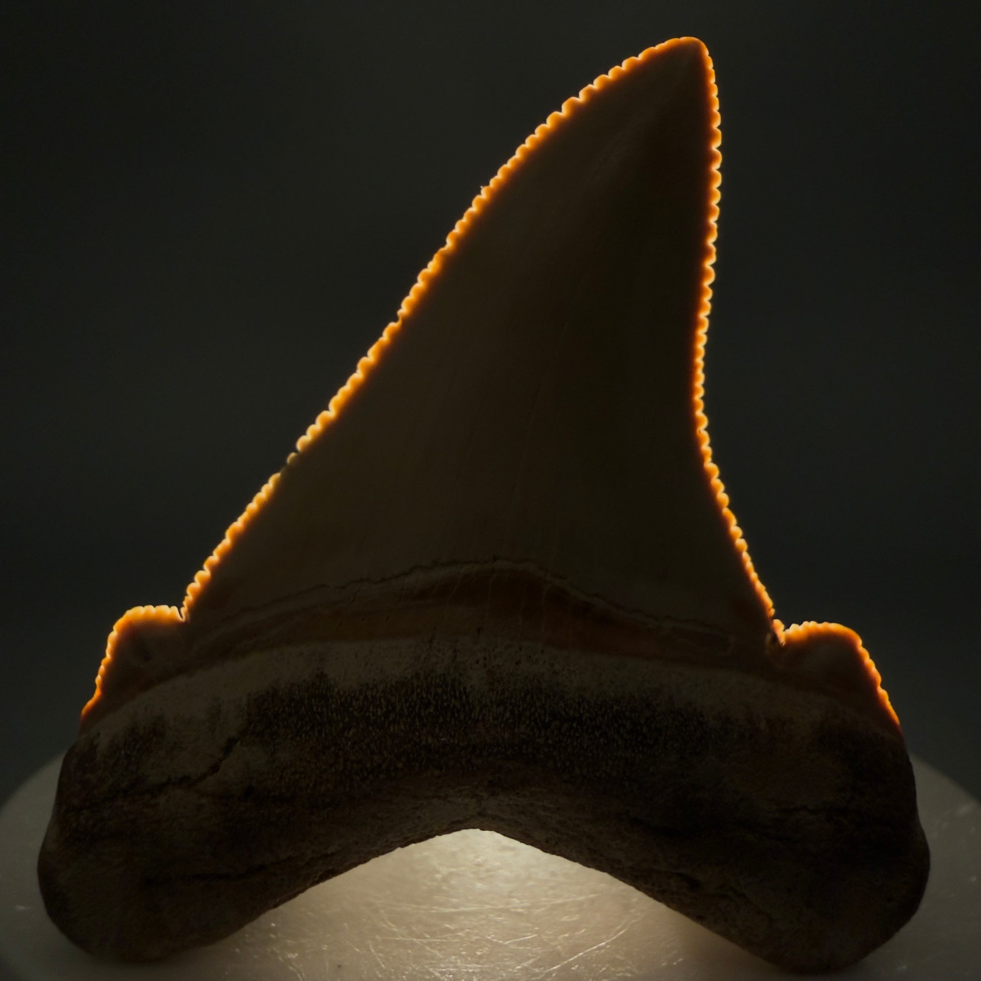 Front View 2.19" Fossil Carcharocles angustidens Shark Tooth from Summerville, South Carolina AN473 - 3