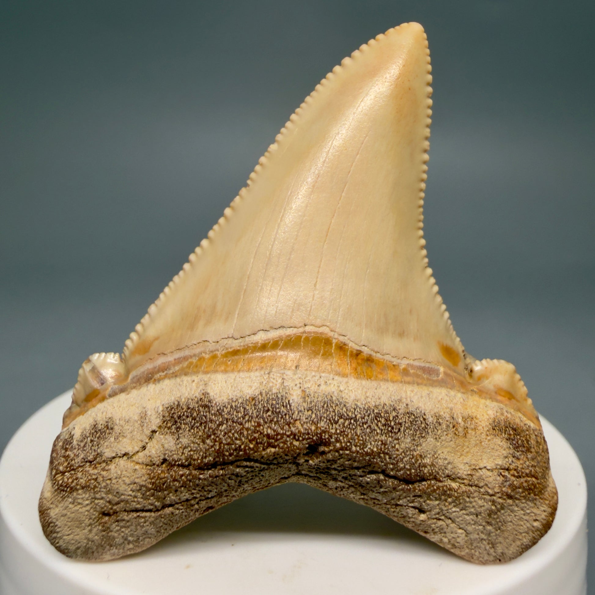 Front View 2.19" Fossil Carcharocles angustidens Shark Tooth from Summerville, South Carolina AN473