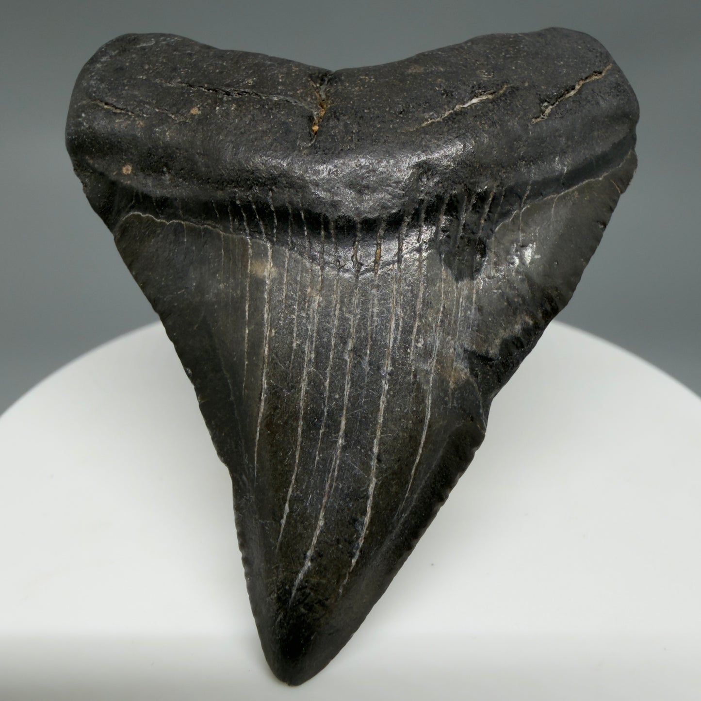 Front View 2.20" Colorful Fossil Megalodon Tooth – South Carolina River Find | Authentic CM6348